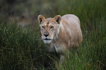 wildlife