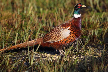 wildlife