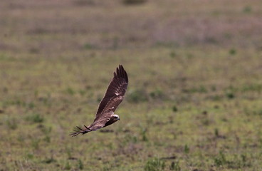wildlife