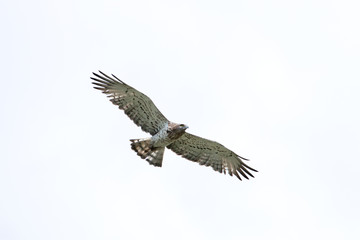 wildlife
