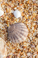 Seashell