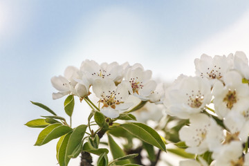 Cherry blossoms
