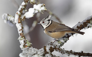 wildlife