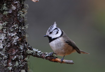 wildlife
