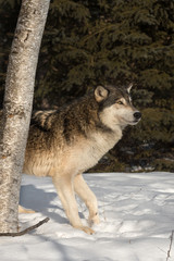 Obraz premium Grey Wolf (Canis lupus) Steps Out from Behind Tree