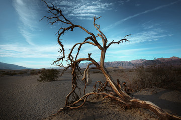 Sand dunes, Death Valley National Park.