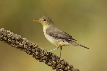 wildlife