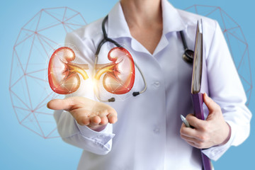 Doctor shows healthy kidneys.