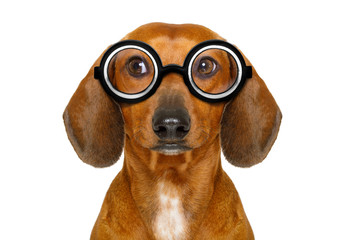 dumb nerd silly dachshund