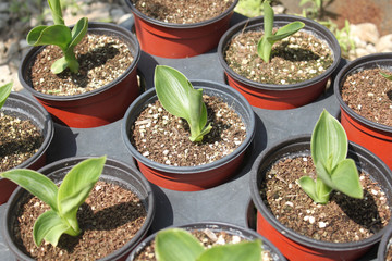 Seedlings growing in pots