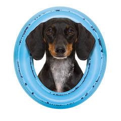 dachshund dog in a frame on the wall