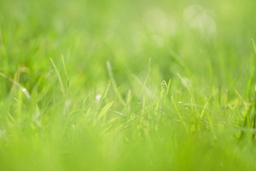 Abstract nature background: blurred photo of grass