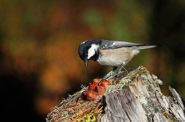 wildlife