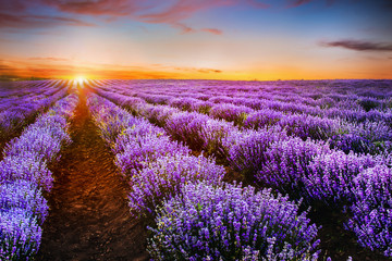 Fototapeta na wymiar Blooming lavender field under the red colors of the summer sunse
