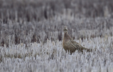 wildlife