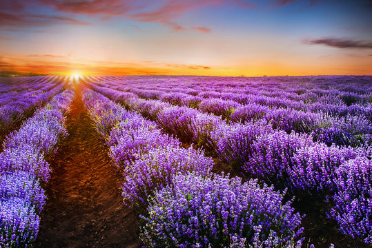 Blooming lavender field under the red colors of the summer sunse