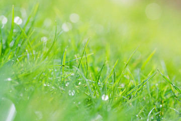 Abstract nature background: photo of grass, selective focus