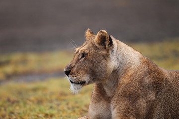 wildlife