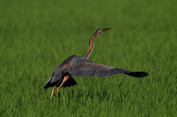 wildlife