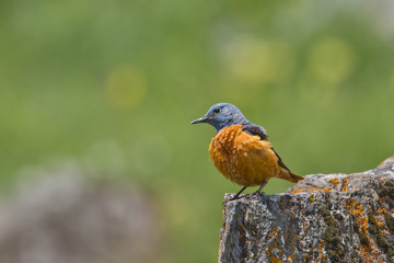 wildlife