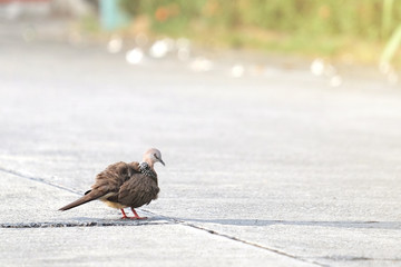 bird walk