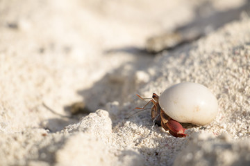 small hermit crab with smooth shell crawling in the sand
