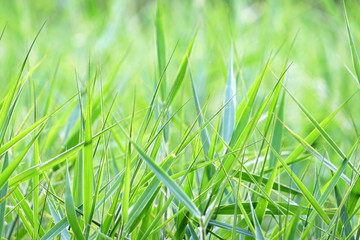 grass