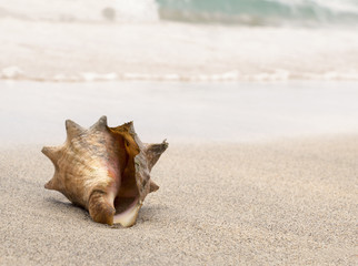 Obraz na płótnie Canvas Conch Shell on the white sand beach