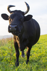 Black cow
