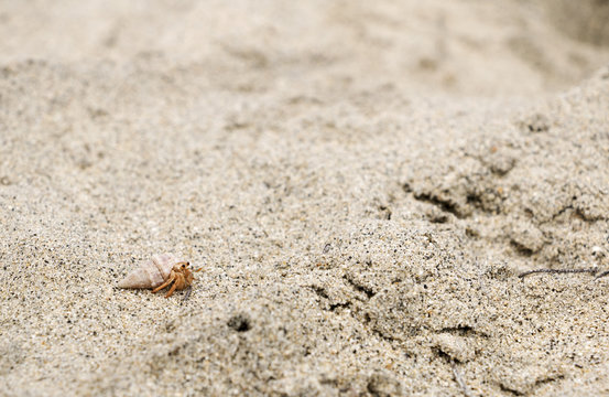 Small Hermit crab in the sand