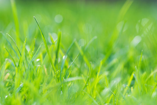 Abstract nature background: blurred photo of grass, selective focus