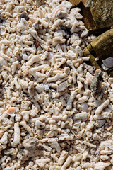 sea cockleshells and corals on the ocean coast