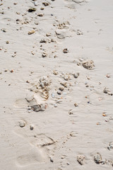 sea cockleshells and corals on the ocean coast