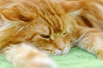 Big red Maine Coon cat