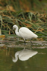 wildlife