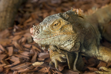 iguanas face