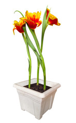 Yellow-red tulipsin pot isolated