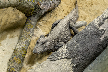 alligator on sand