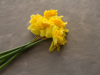 Yellow narcissus with green leaves on gray background, closeup