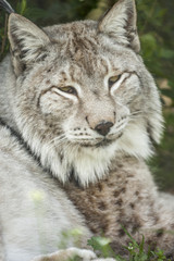 bobcat face