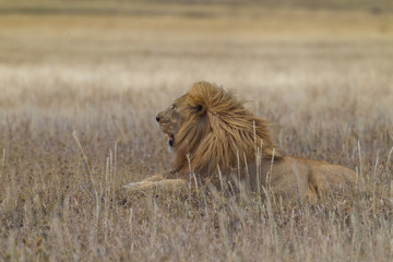 wildlife