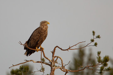 wildlife