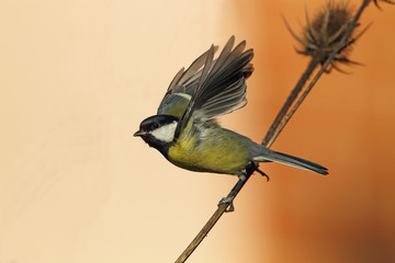 wildlife