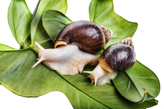  Achatina snail (Lissachatina fulica) pet animal