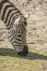 Fototapeta premium zebra face
