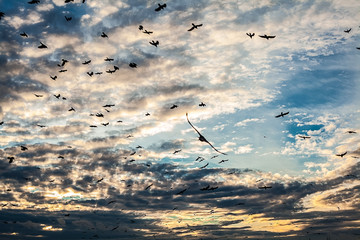flock of birds on sunset