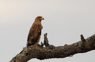 wildlife