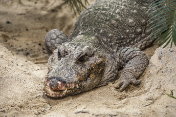 Fototapeta premium alligator face