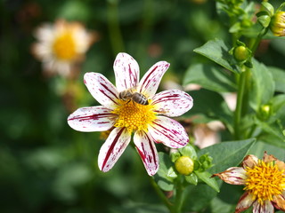 Obraz premium insekten auf blüten