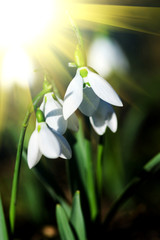 snowdrop